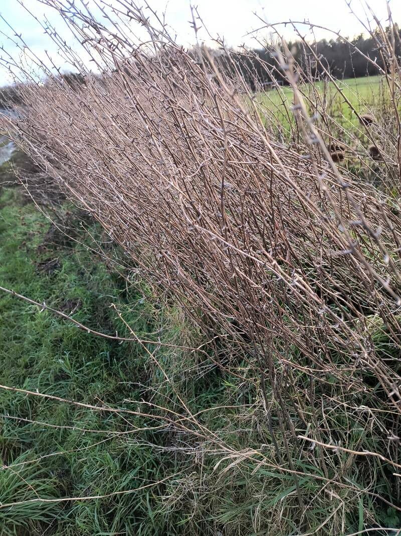 Salix purpurea (Purple Willow) (alternate view 3)
