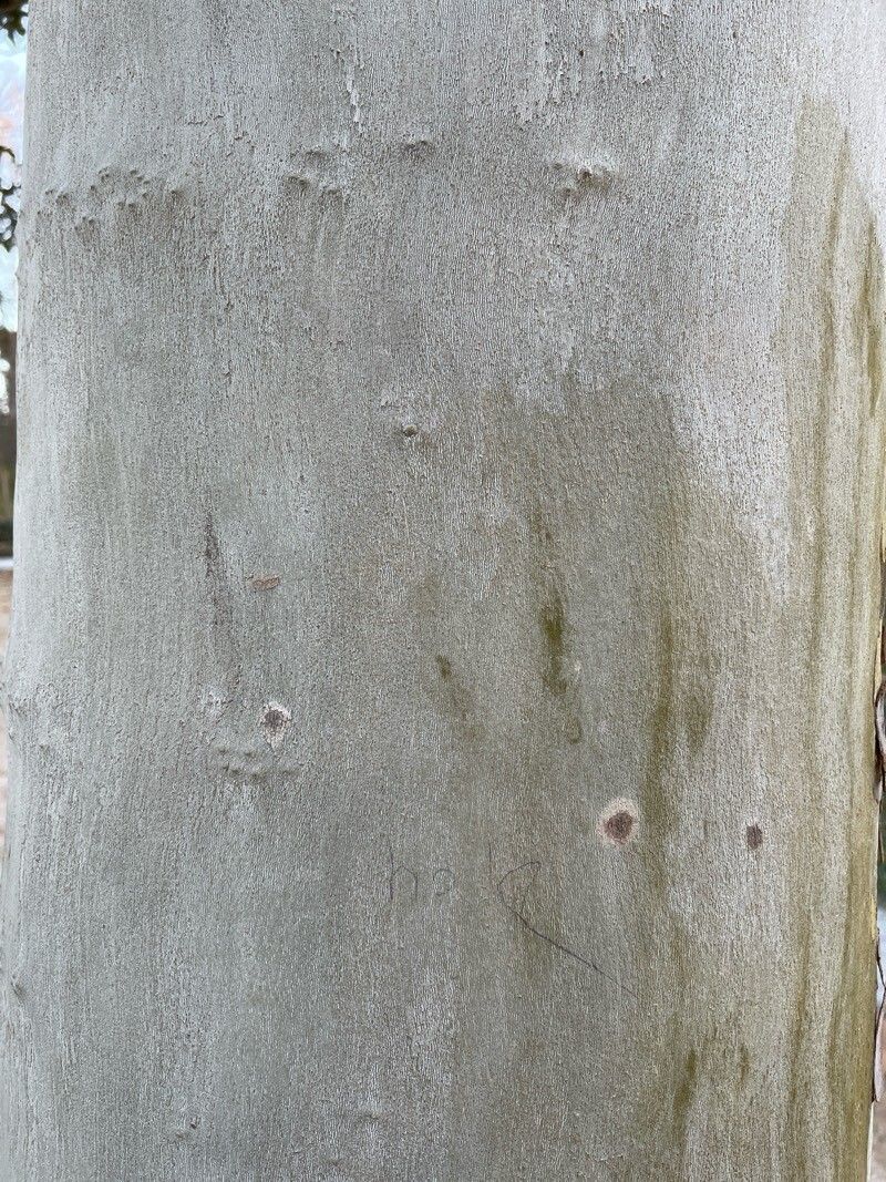 Platanus × hispanica (London Plane) (alternate view 4)