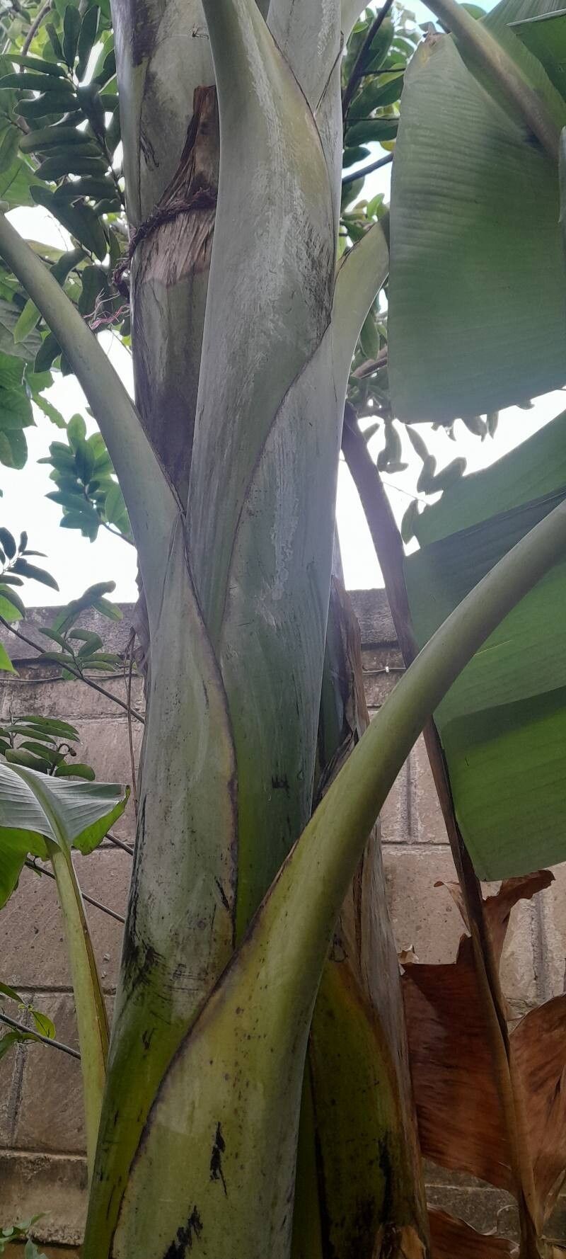 Musa × paradisiaca (Plantain) (alternate view 2)