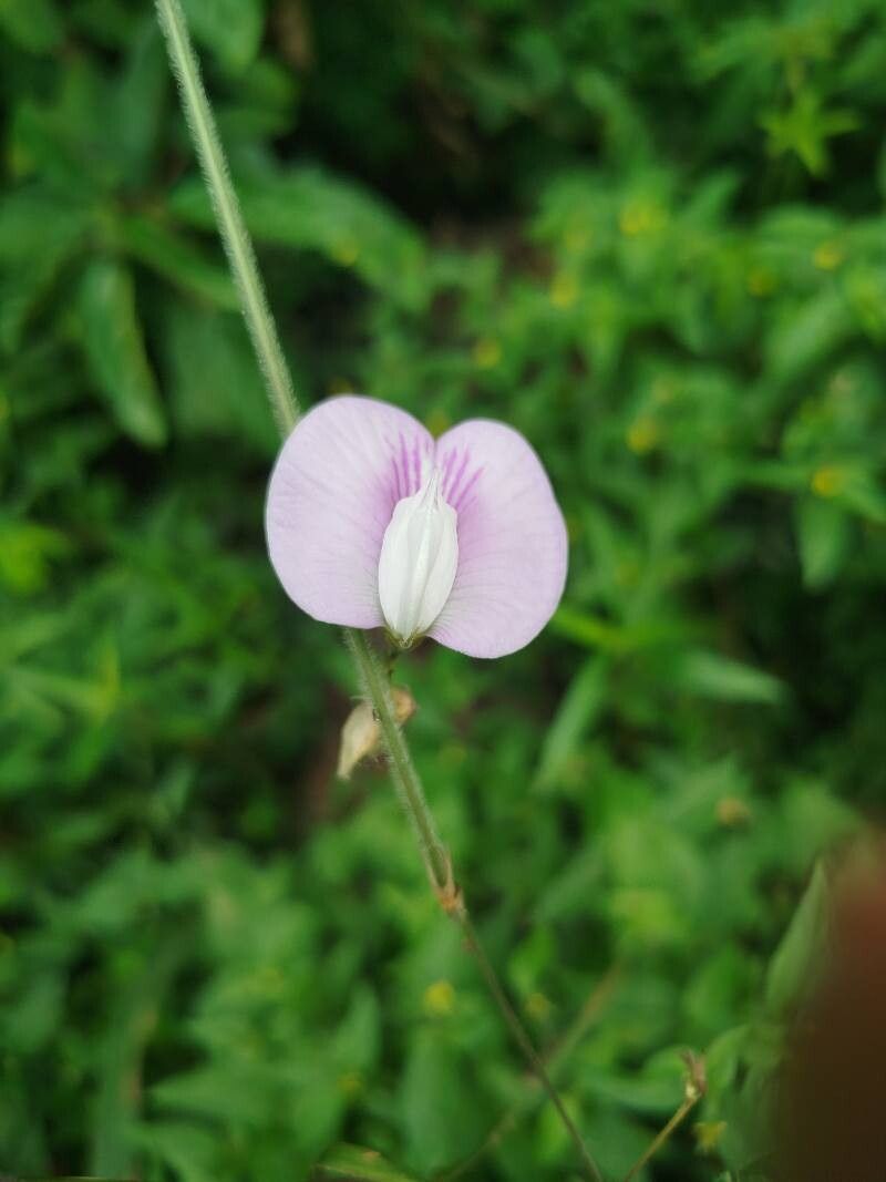Centrosema (Butterfly Peas) (alternate view 2)