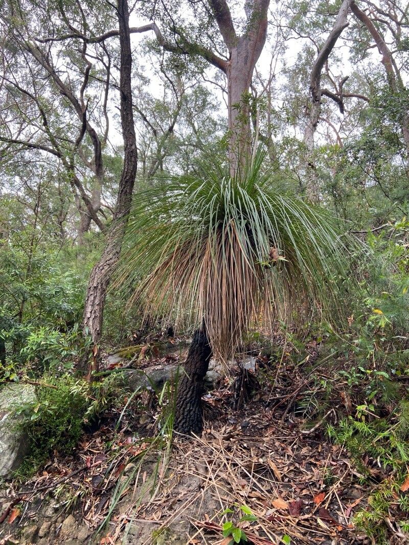Xanthorrhoea australis (Austral Grass-tree) (alternate view 11)