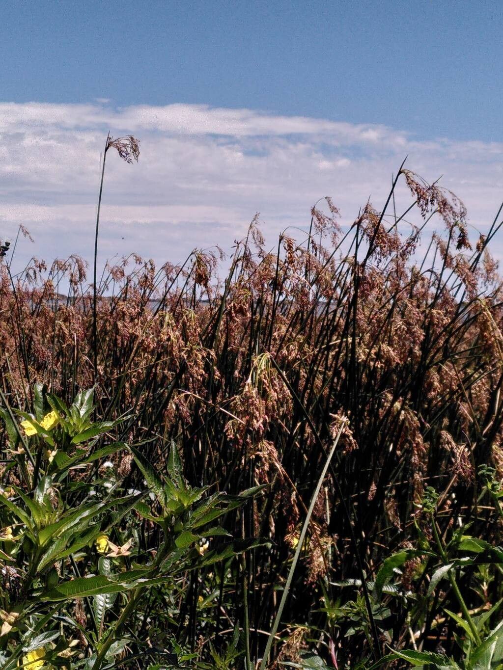 Schoenoplectus californicus (California bulrush)