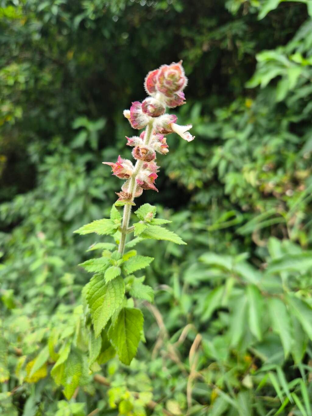 Ocimum (Basils)