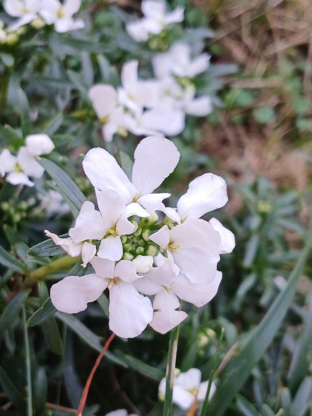 Iberis (Candytufts) (alternate view 2)