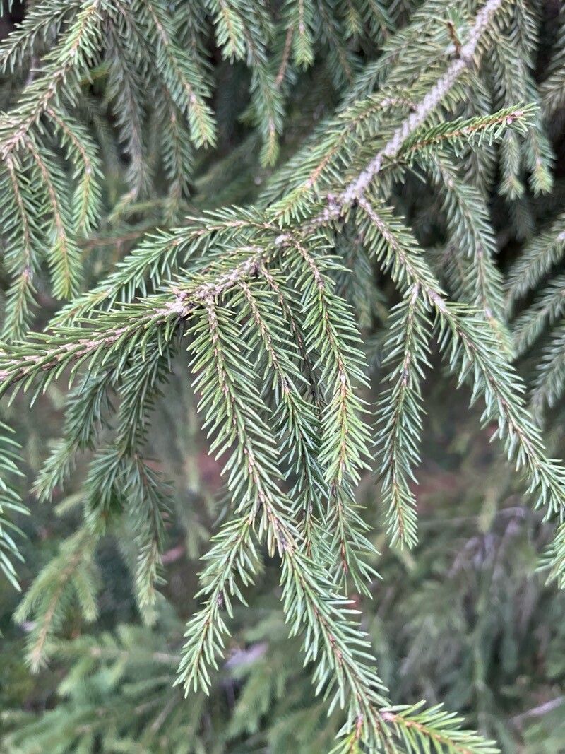 Picea orientalis (Oriental spruce) (alternate view 2)