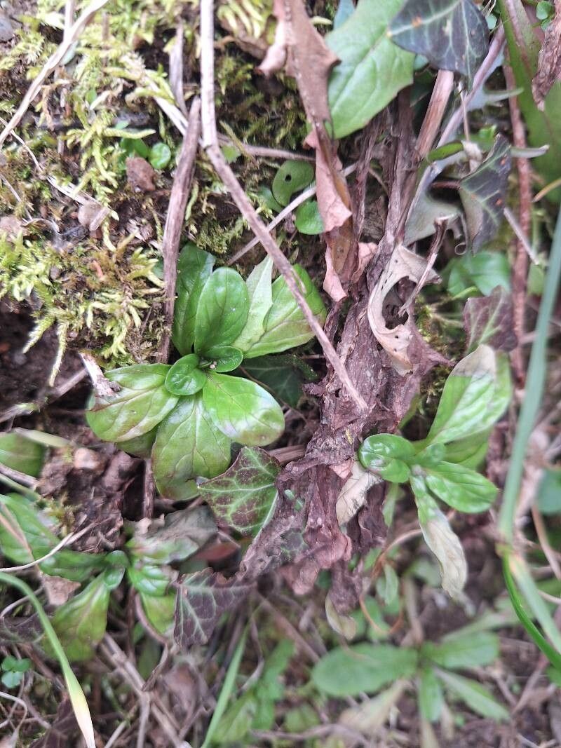 Epilobium tetragonum (Square-stemmed Willowherb) (alternate view 12)