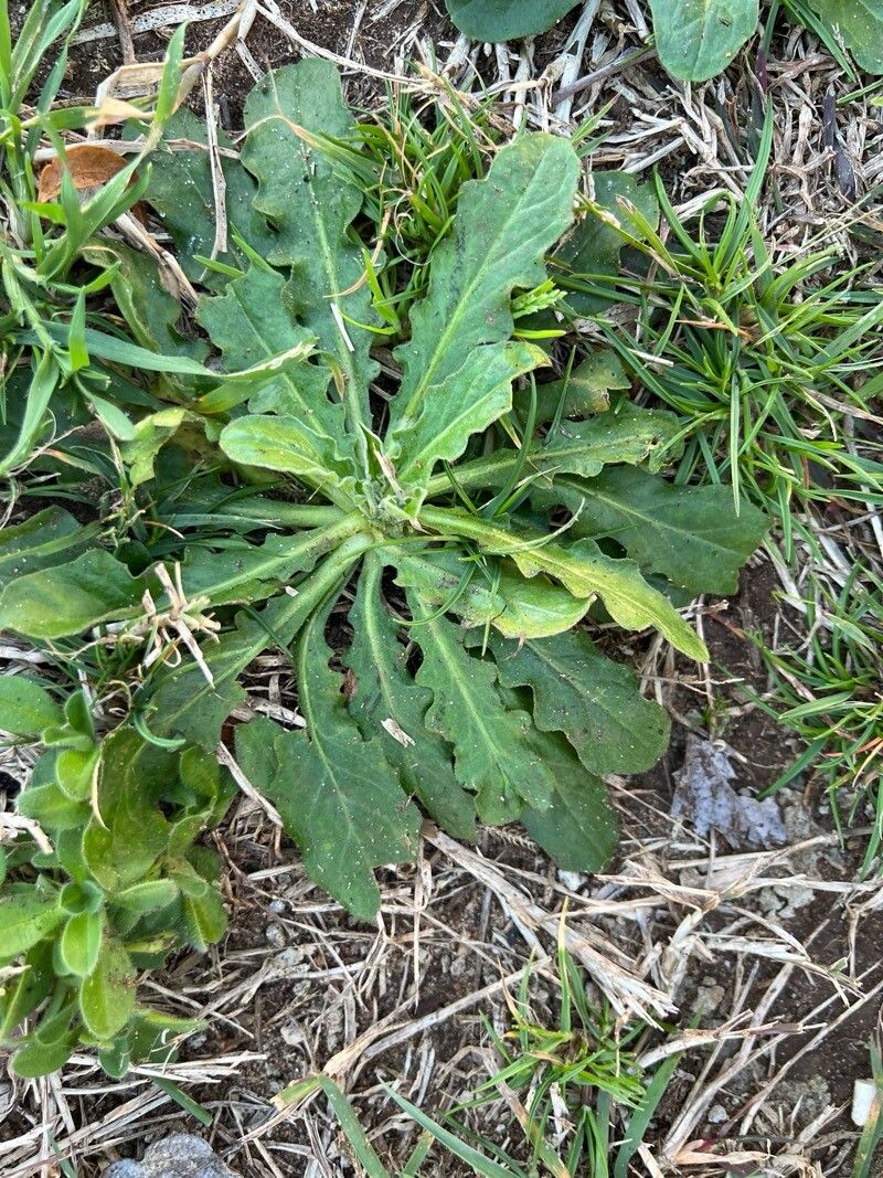 Hypochaeris glabra (Smooth Cat's Ear) (alternate view 11)