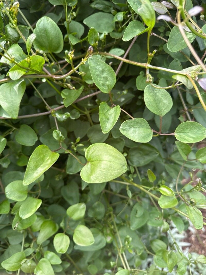 Clematis terniflora (Sweet Autumn Clematis) (alternate view 11)