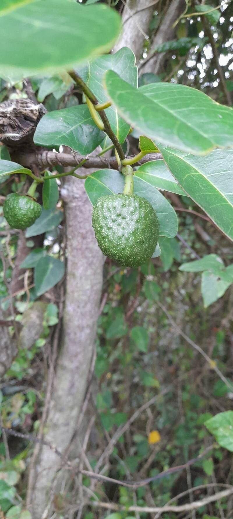 Annona glabra (Pond Apple)