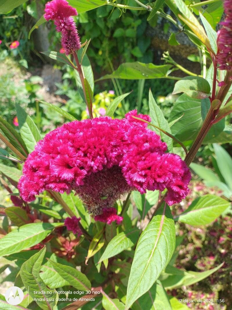 Celosia (Cockscombs) (alternate view 4)