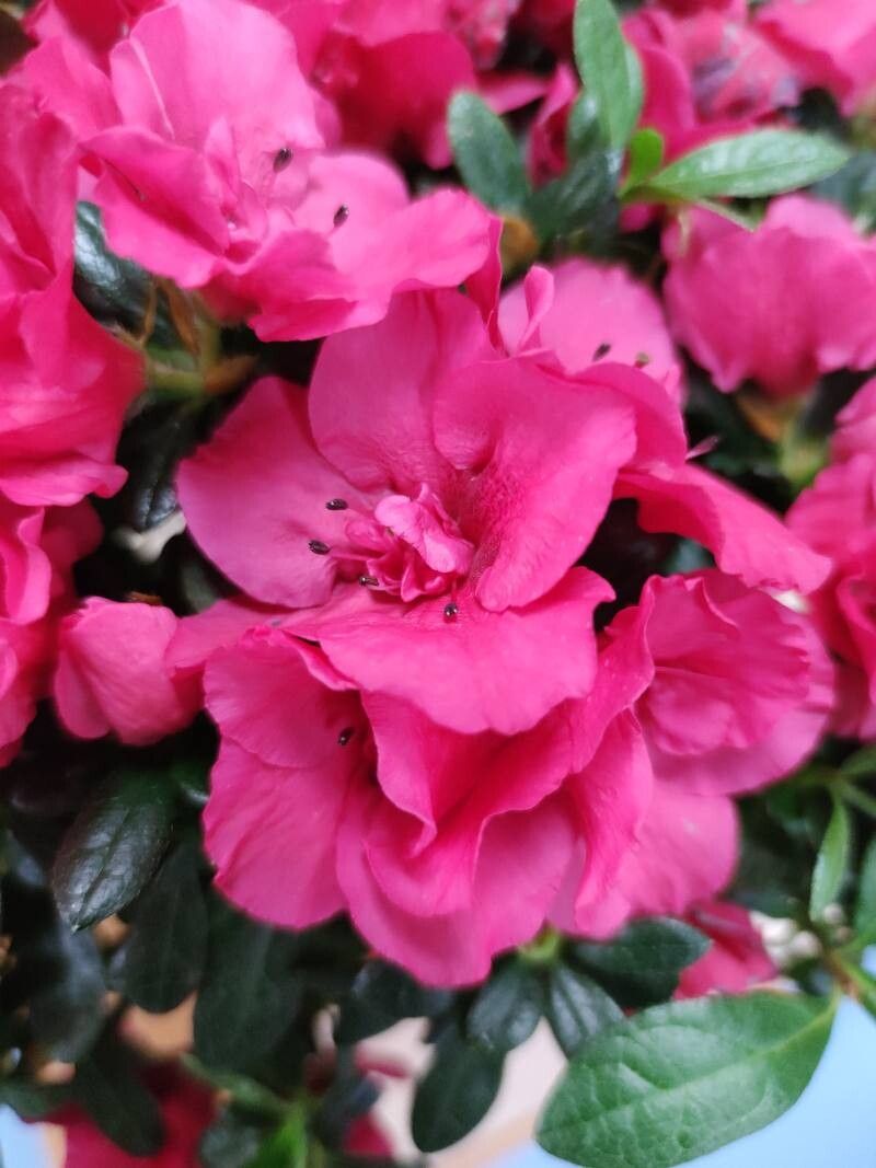 Rhododendron simsii (Indian Azalea)