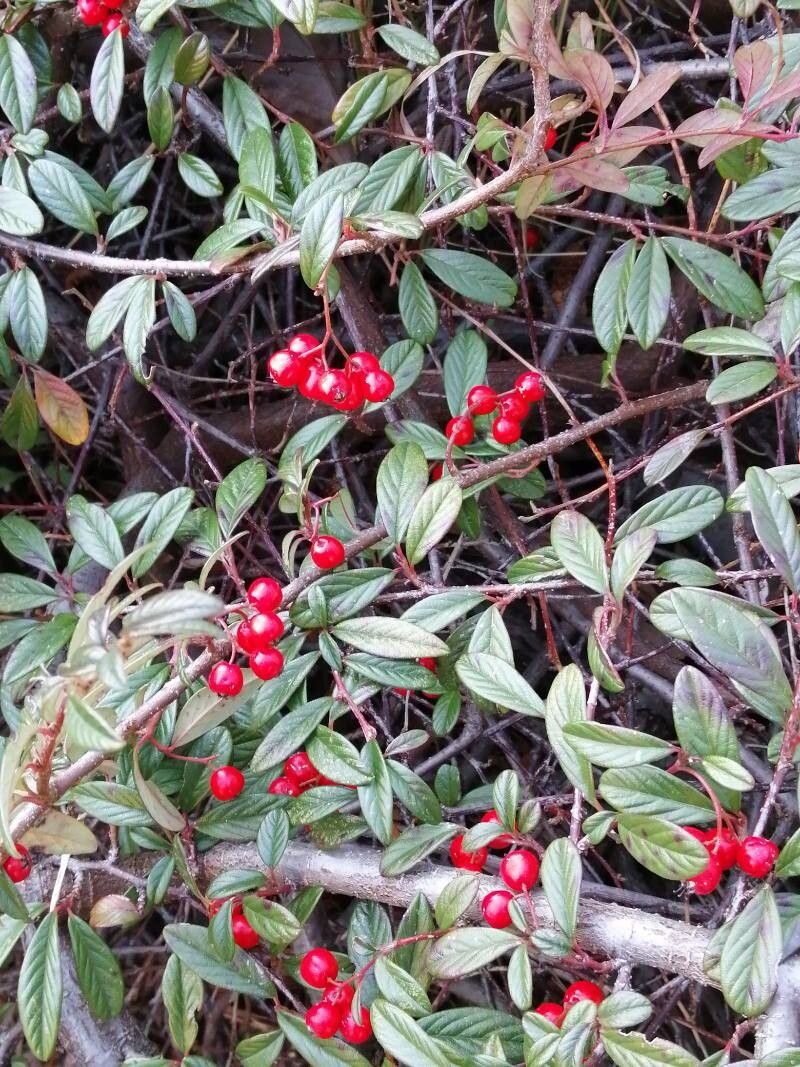 Cotoneaster salicifolius (Willow-leaved Cotoneaster) (alternate view 14)
