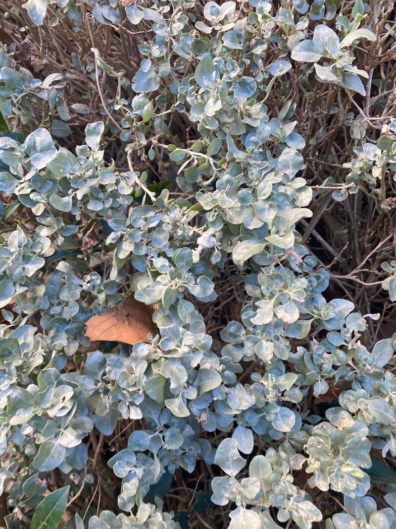 Atriplex halimus (alternate view 4)
