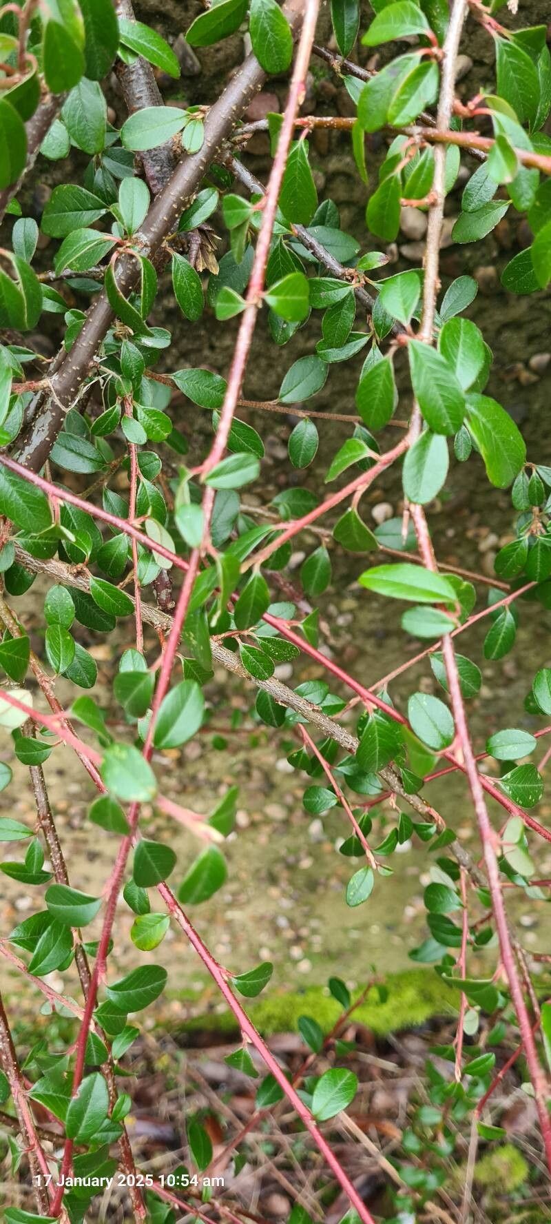 Cotoneaster dammeri (Bearberry Cotoneaster) (alternate view 11)