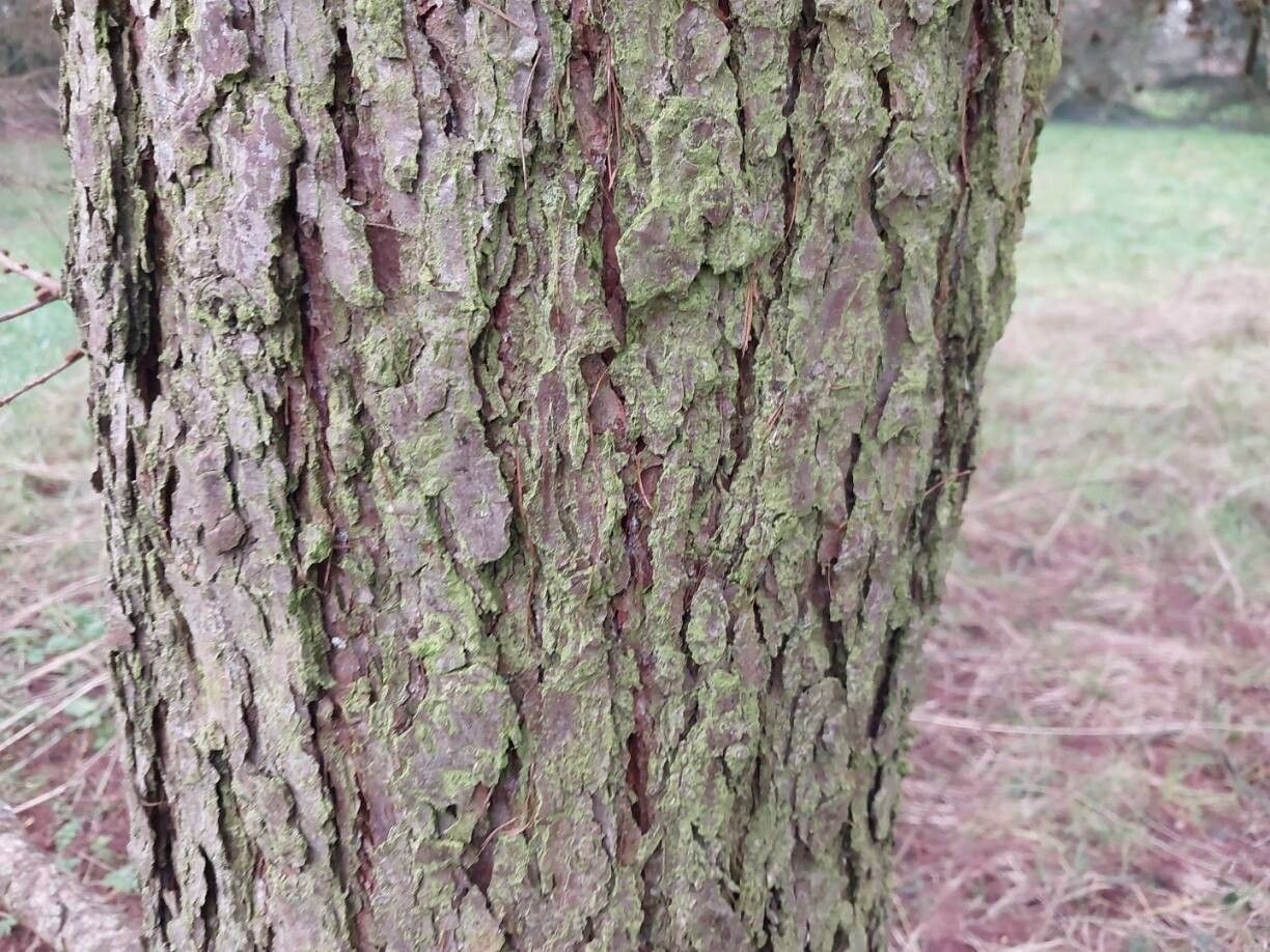 Larix kaempferi (Japanese Larch) (alternate view 11)