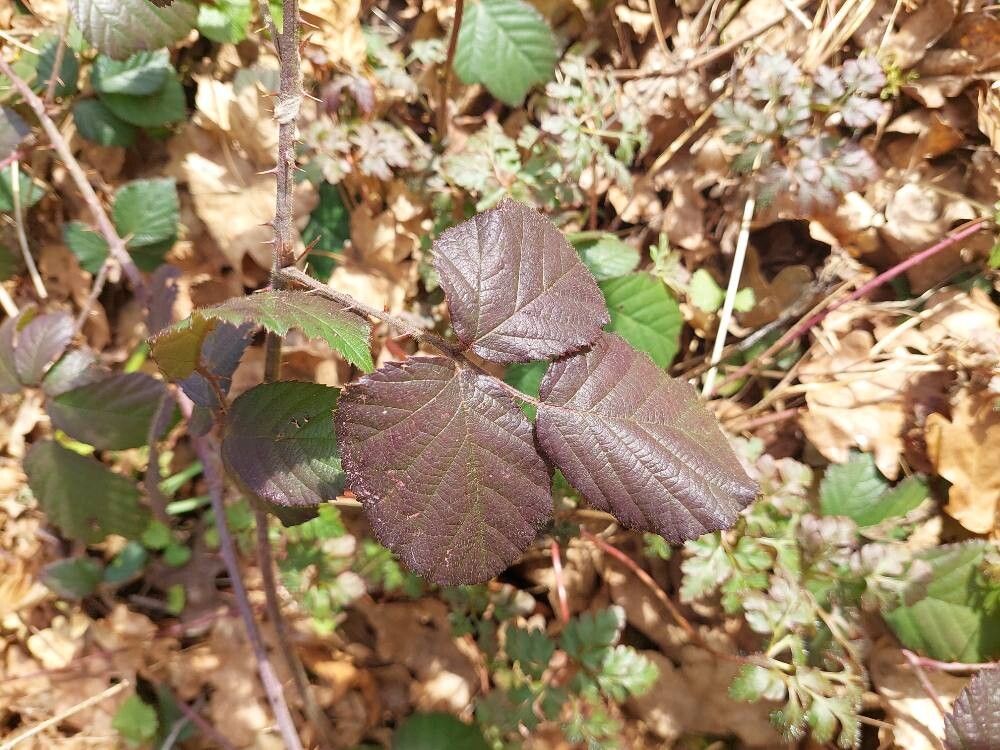 Rubus vestitus (Vested Blackberry) (alternate view 14)
