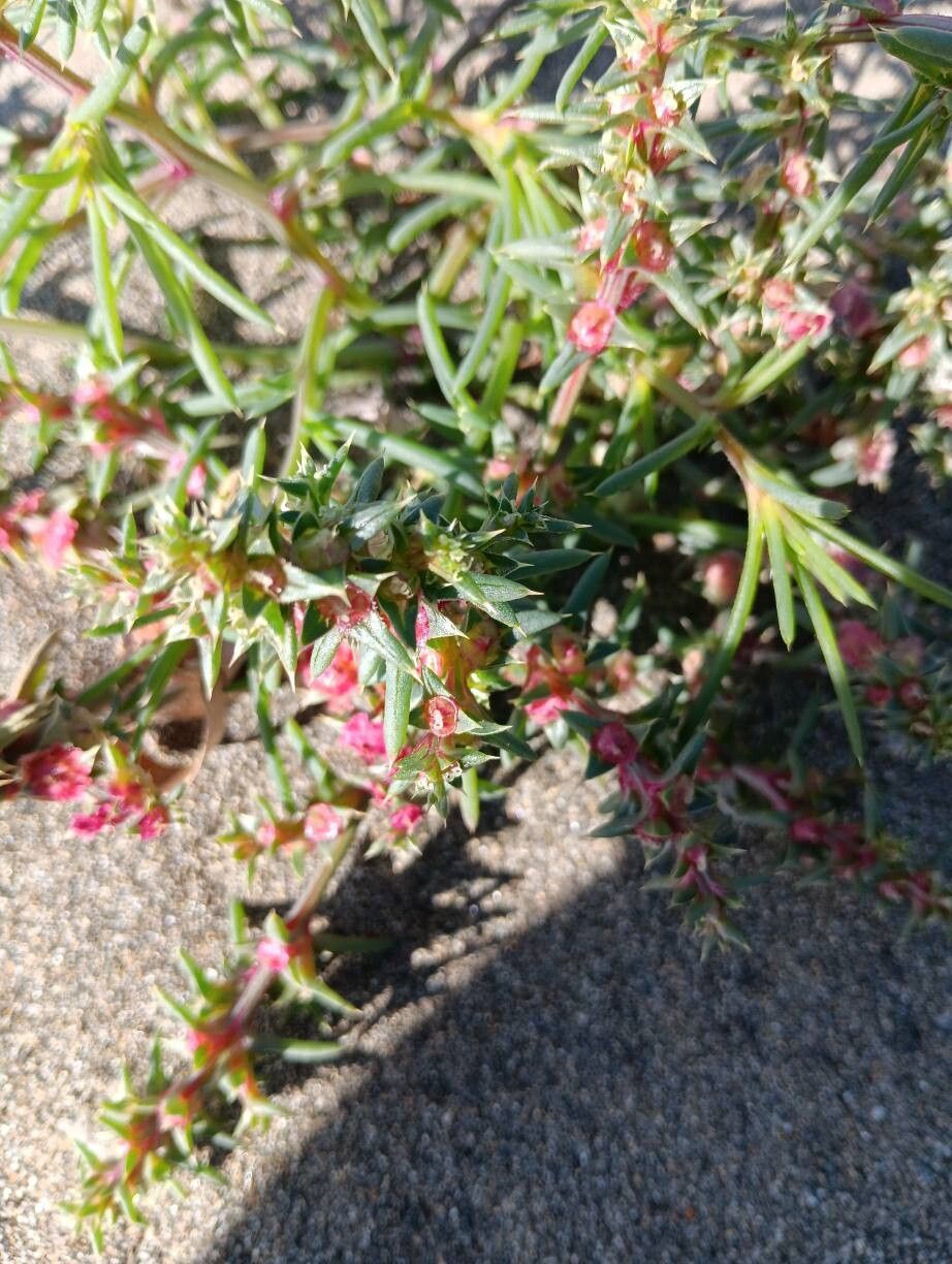 Salsola (Russian Thistles) (alternate view 4)