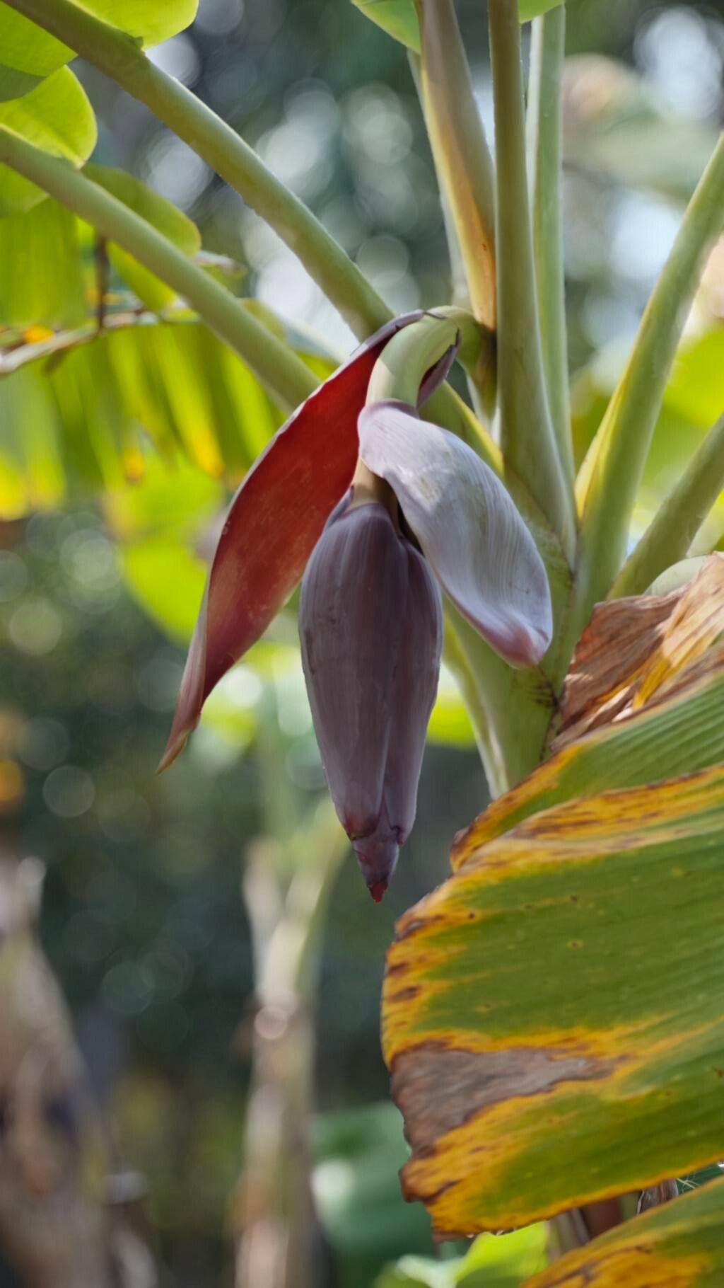 Musa × paradisiaca (Plantain) (alternate view 3)