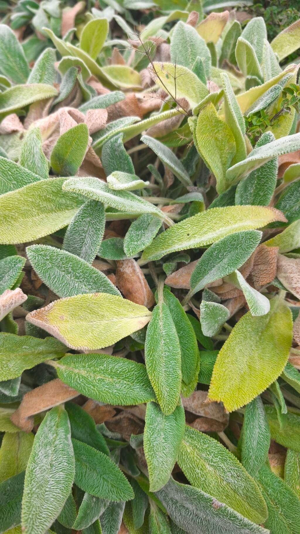 Stachys byzantina (lamb's ears) (alternate view 4)