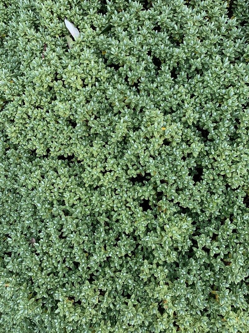 Thymus × citriodorus (Lemon Thyme) (alternate view 4)