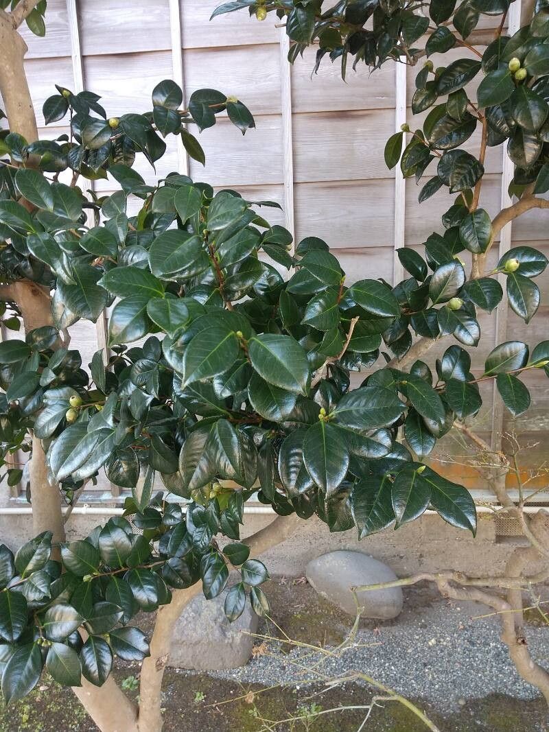 Camellia japonica (Japanese camellia) (alternate view 2)