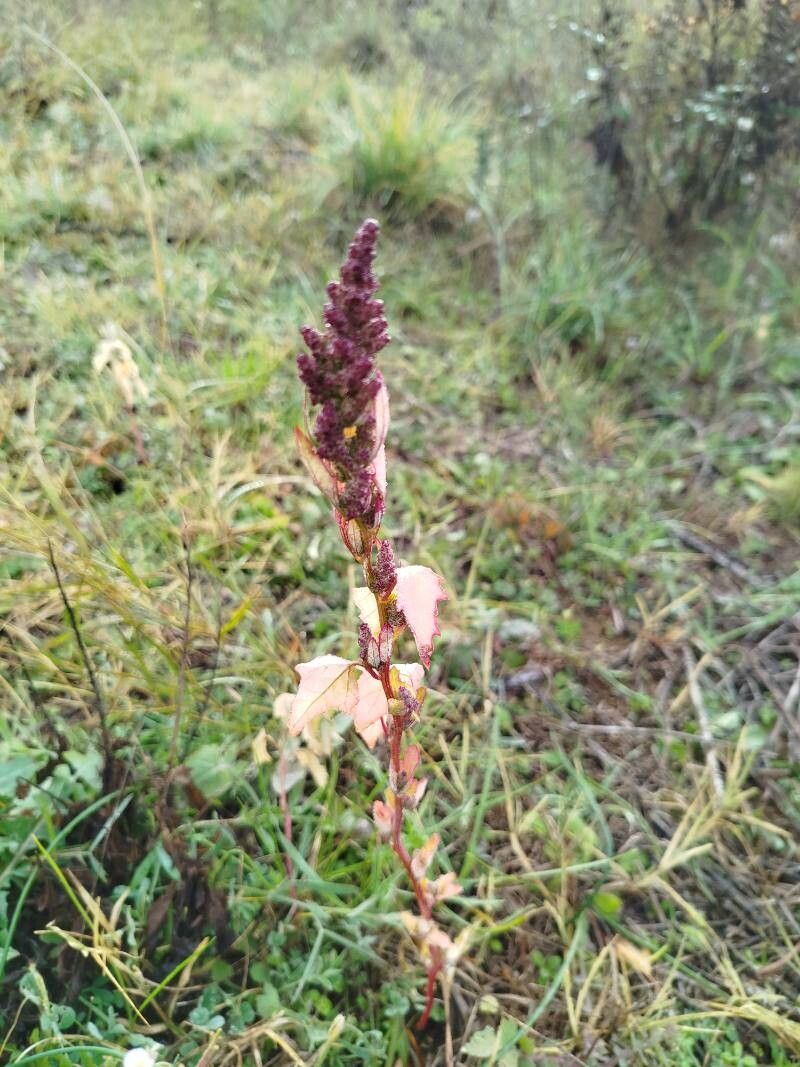Oxybasis rubra (red pigweed) (alternate view 12)