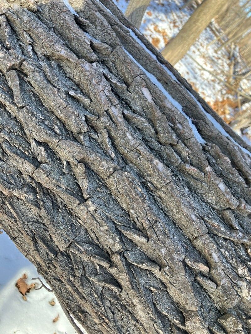 Salix babylonica (weeping willow) (alternate view 11)