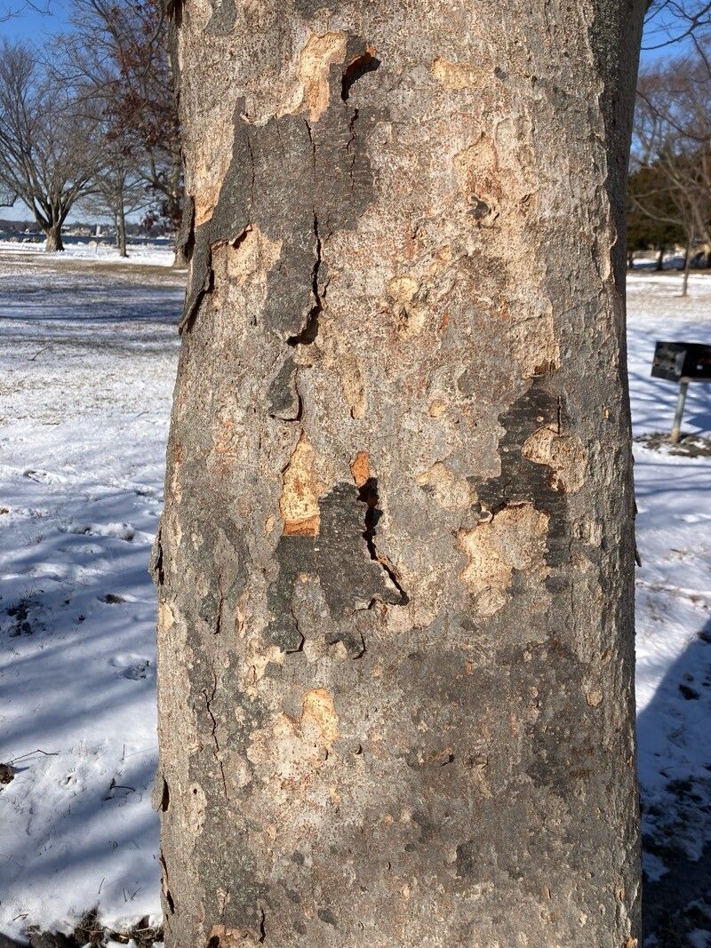 Zelkova serrata (sawleaf zelkova) (alternate view 11)