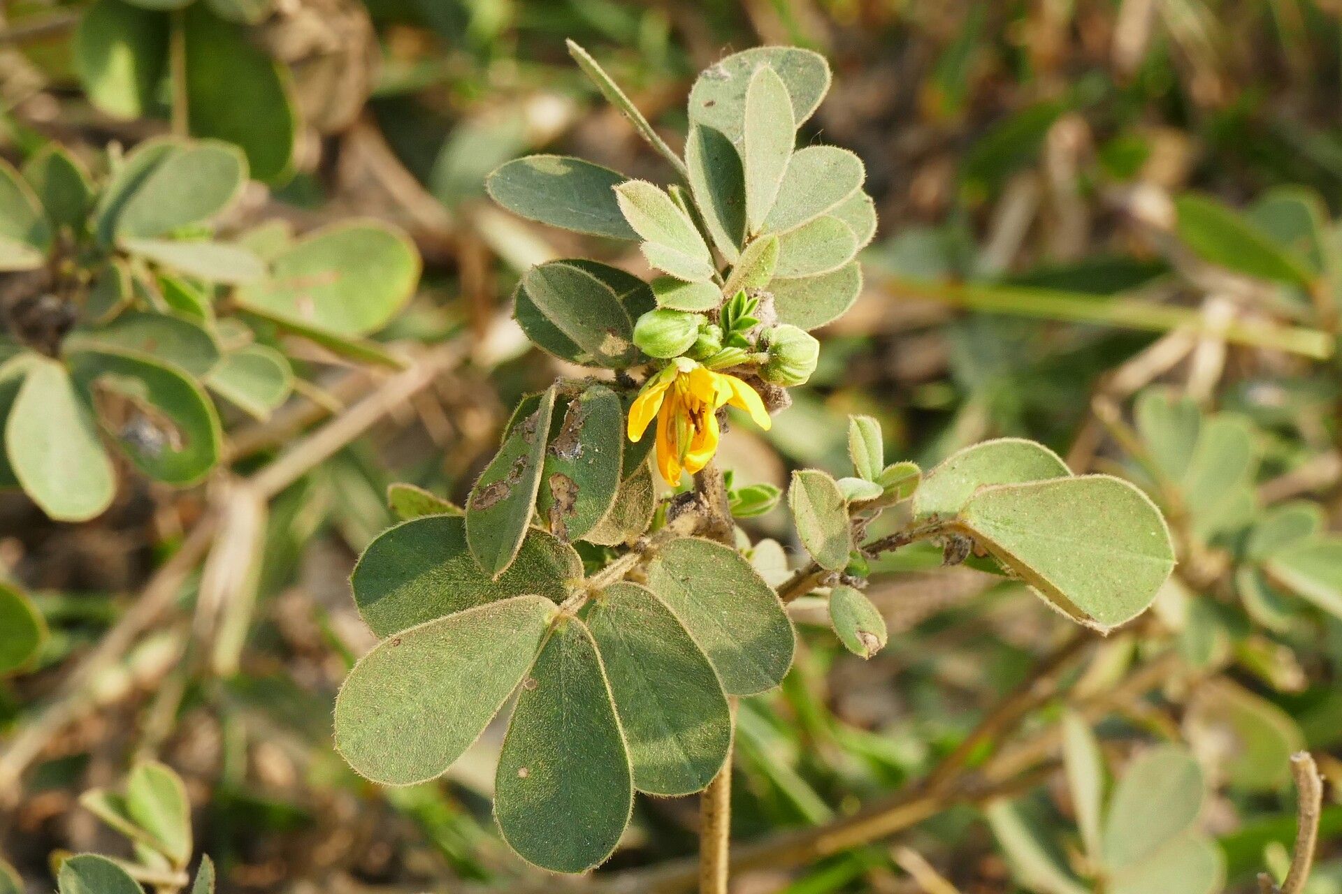 Senna obtusifolia (American Sicklepod) (alternate view 2)