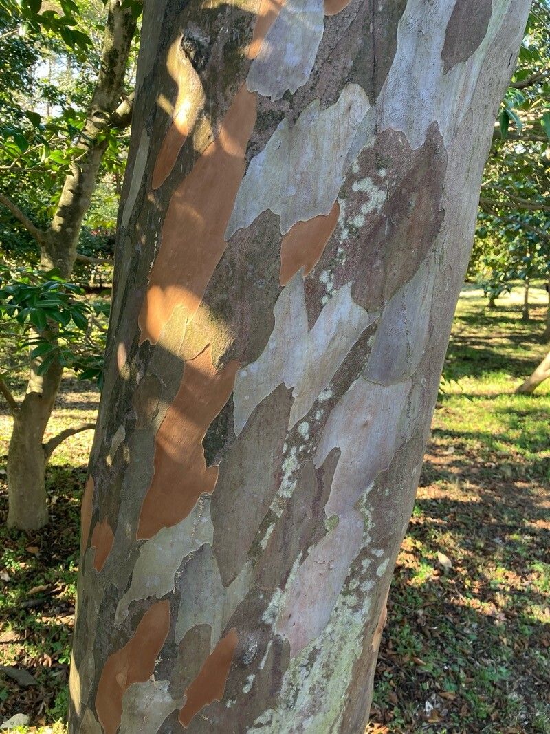 Stewartia pseudocamellia (Japanese stewartia) (alternate view 11)