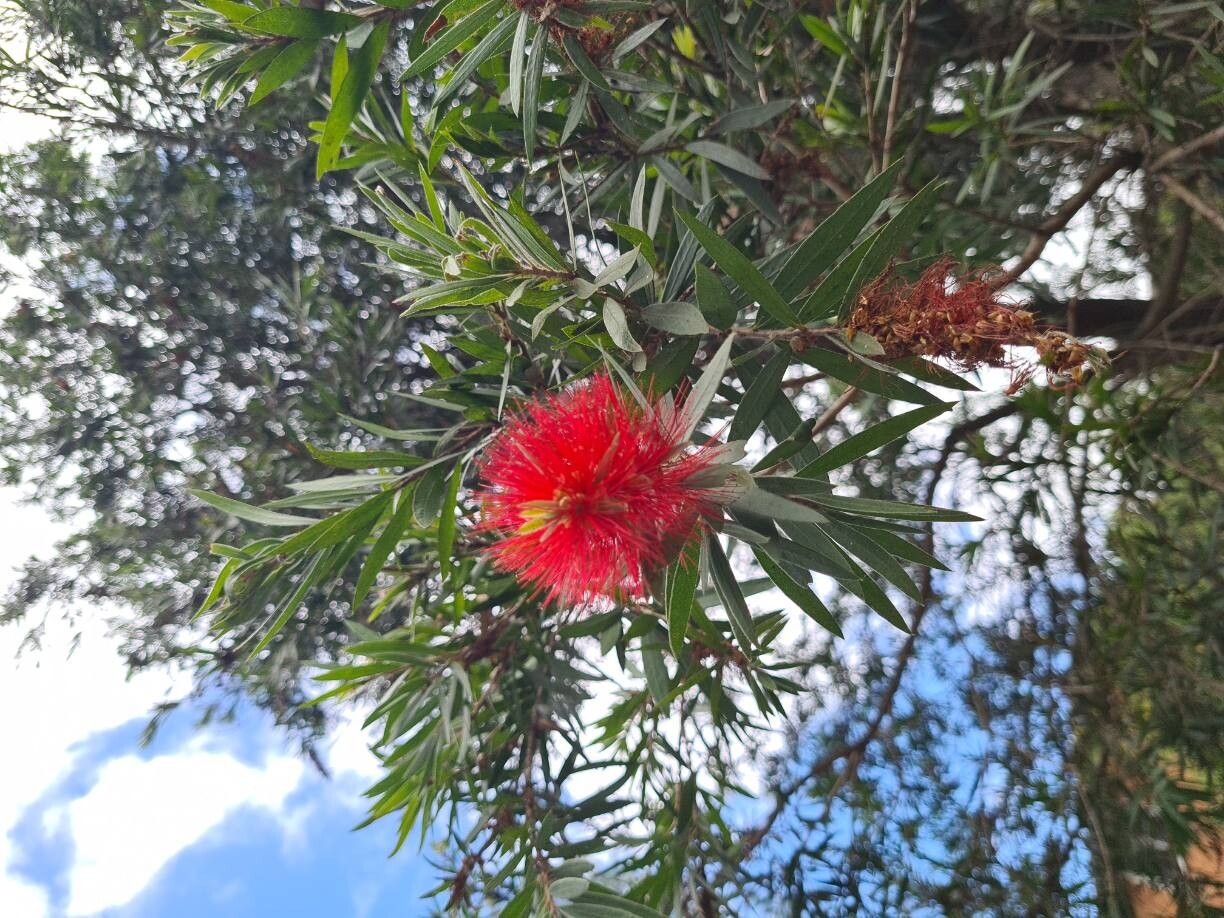 Melaleuca viminalis (weeping bottlebrush) (alternate view 11)