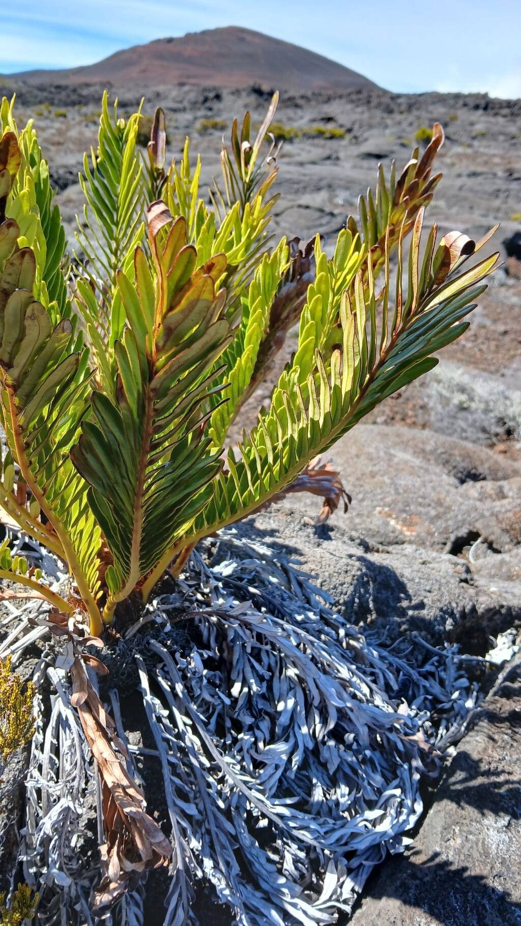 Blechnum tabulare (alternate view 2)