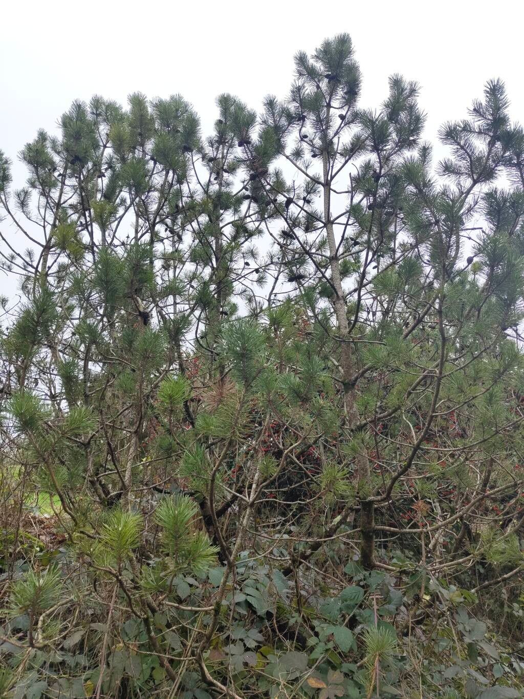 Pinus mugo (mugo pine) (alternate view 5)