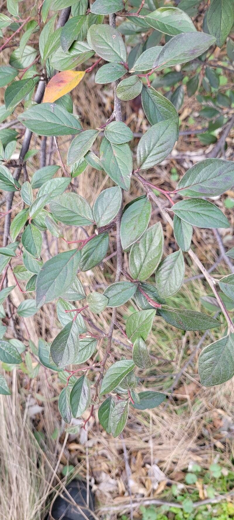 Cotoneaster franchetii (Franchet cotoneaster) (alternate view 3)