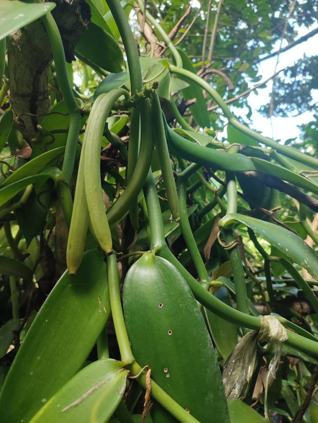 Vanilla planifolia (Vanilla Orchid) (alternate view 9)