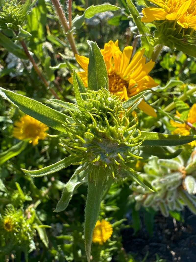 Grindelia integrifolia (Puget Sound Gumweed)