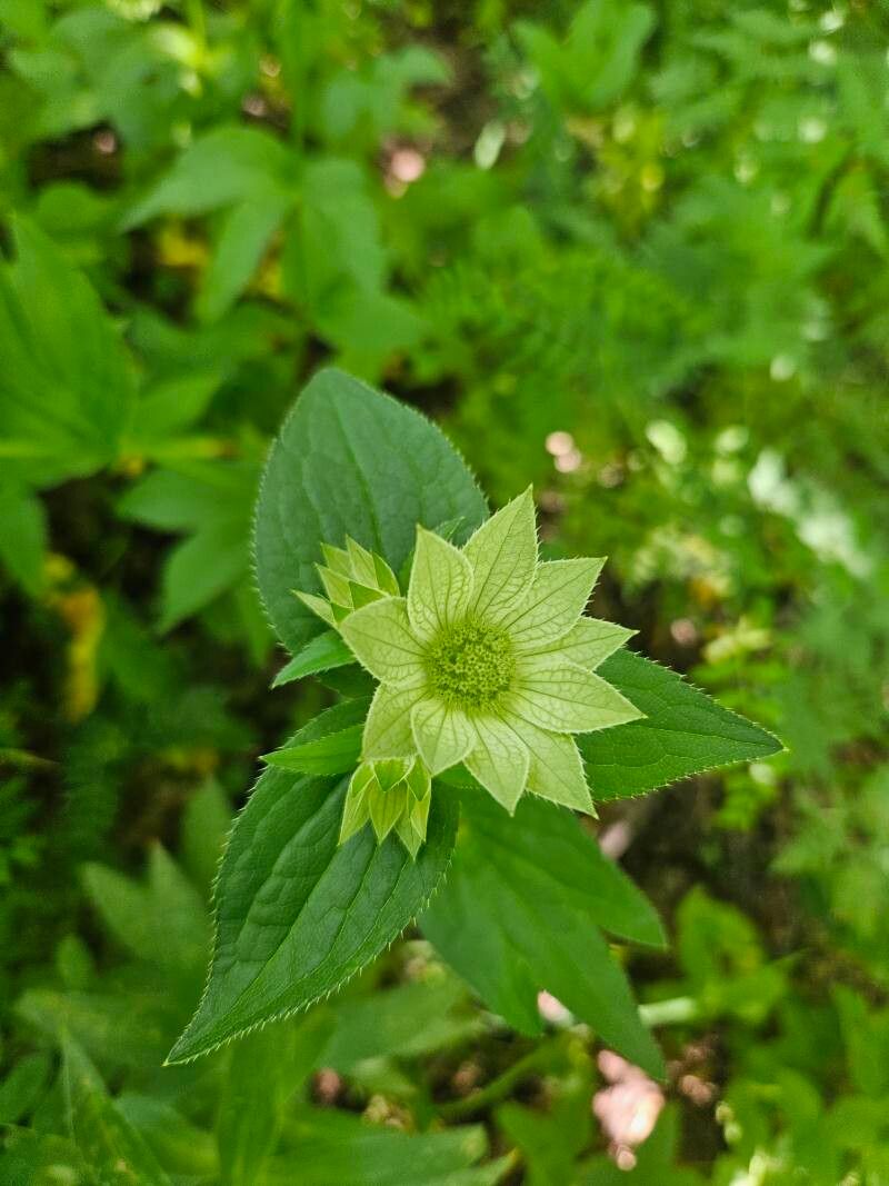 Astrantia maxima (Large Masterwort) (alternate view 11)