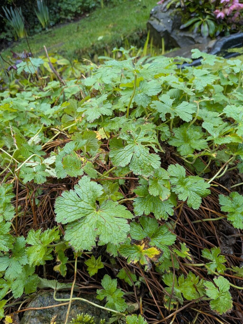 Geranium endressii (French Crane's-bill) (alternate view 15)