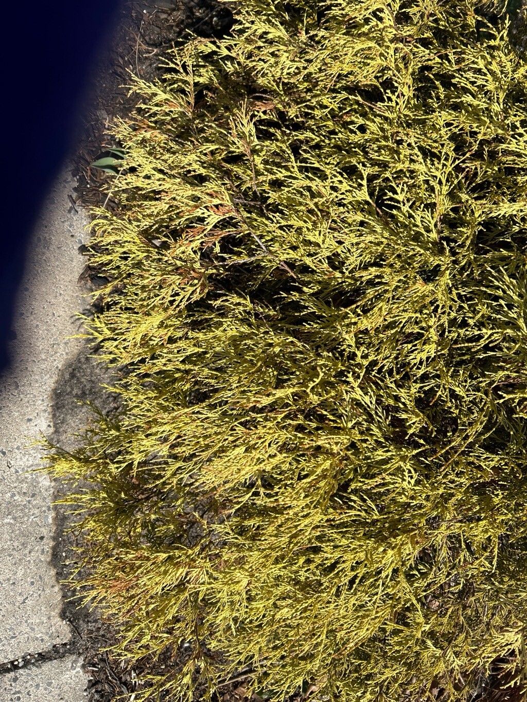 Chamaecyparis pisifera (Sawara Cypress) (alternate view 11)