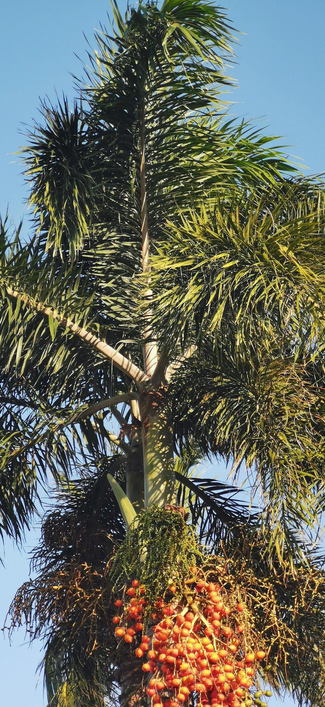 Wodyetia bifurcata (Foxtail Palm Tree) (alternate view 5)
