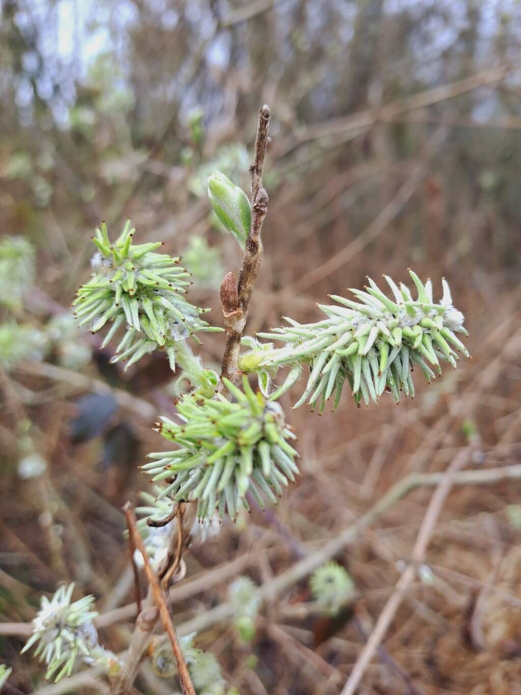 Salix cinerea (Grey Willow) (alternate view 10)