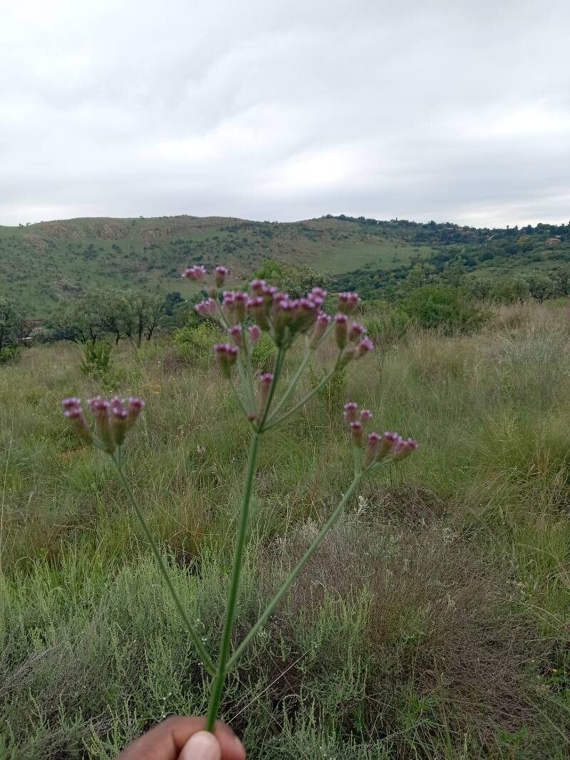 Verbena brasiliensis (Brazilian Vervain) (alternate view 15)
