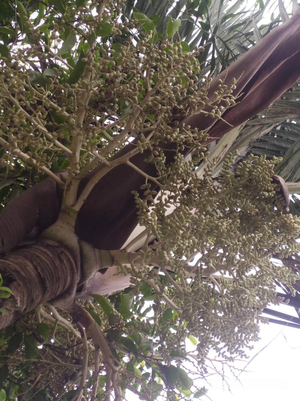 Adonidia merrillii (Christmas Palm) (alternate view 6)
