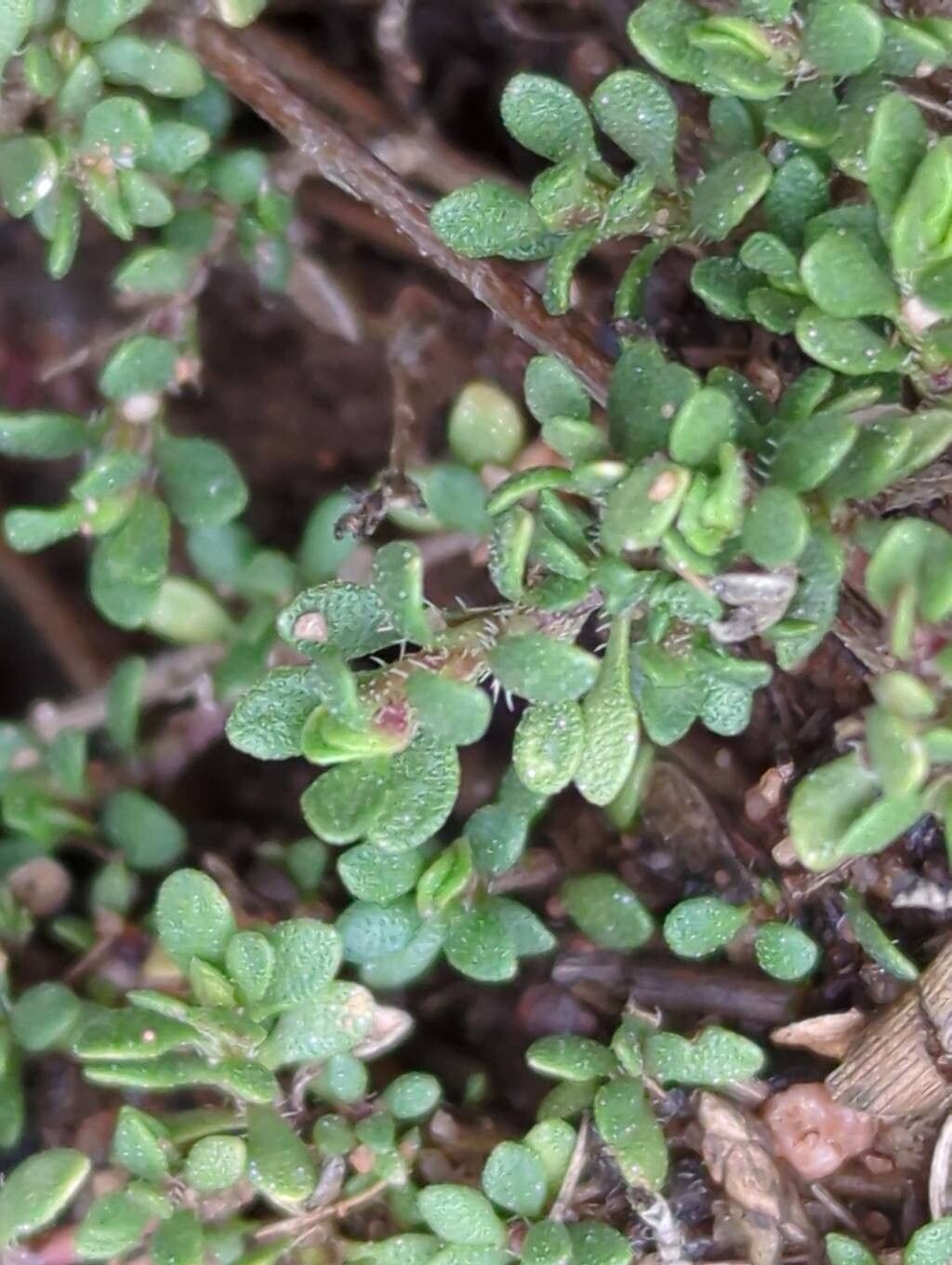 Thymus praecox (Mother of Thyme) (alternate view 12)