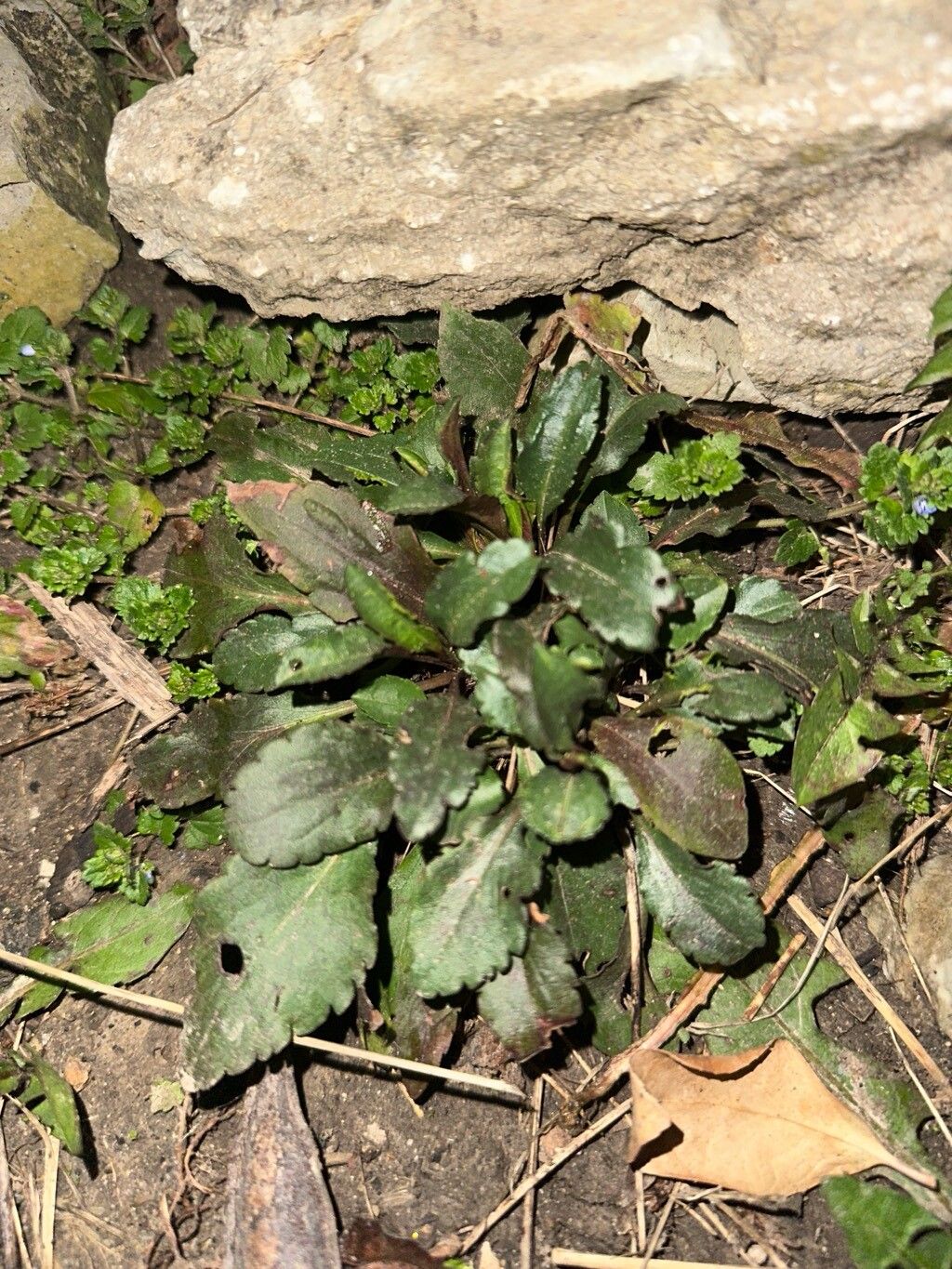 Solidago bicolor (silverrod) (alternate view 11)