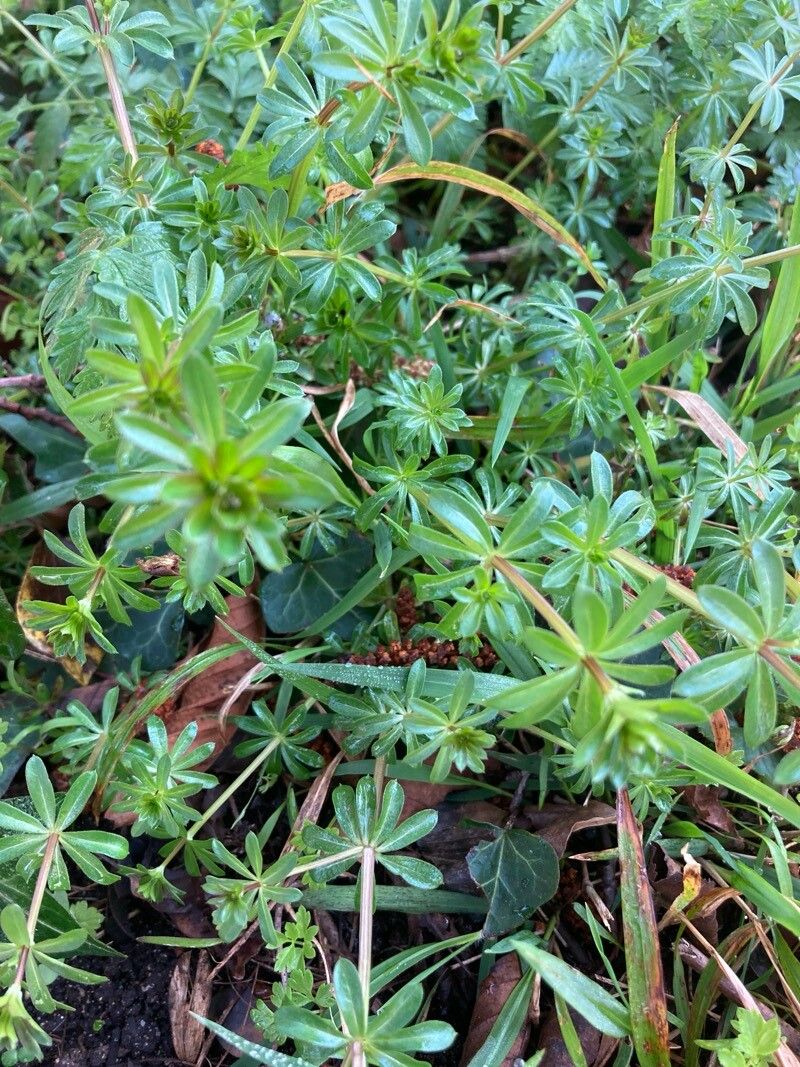 Galium album (white bedstraw) (alternate view 13)