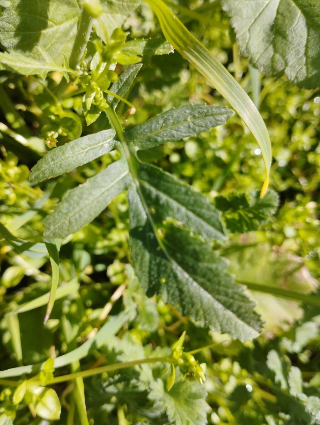 Rorippa palustris (Bog Yellowcress) (alternate view 12)