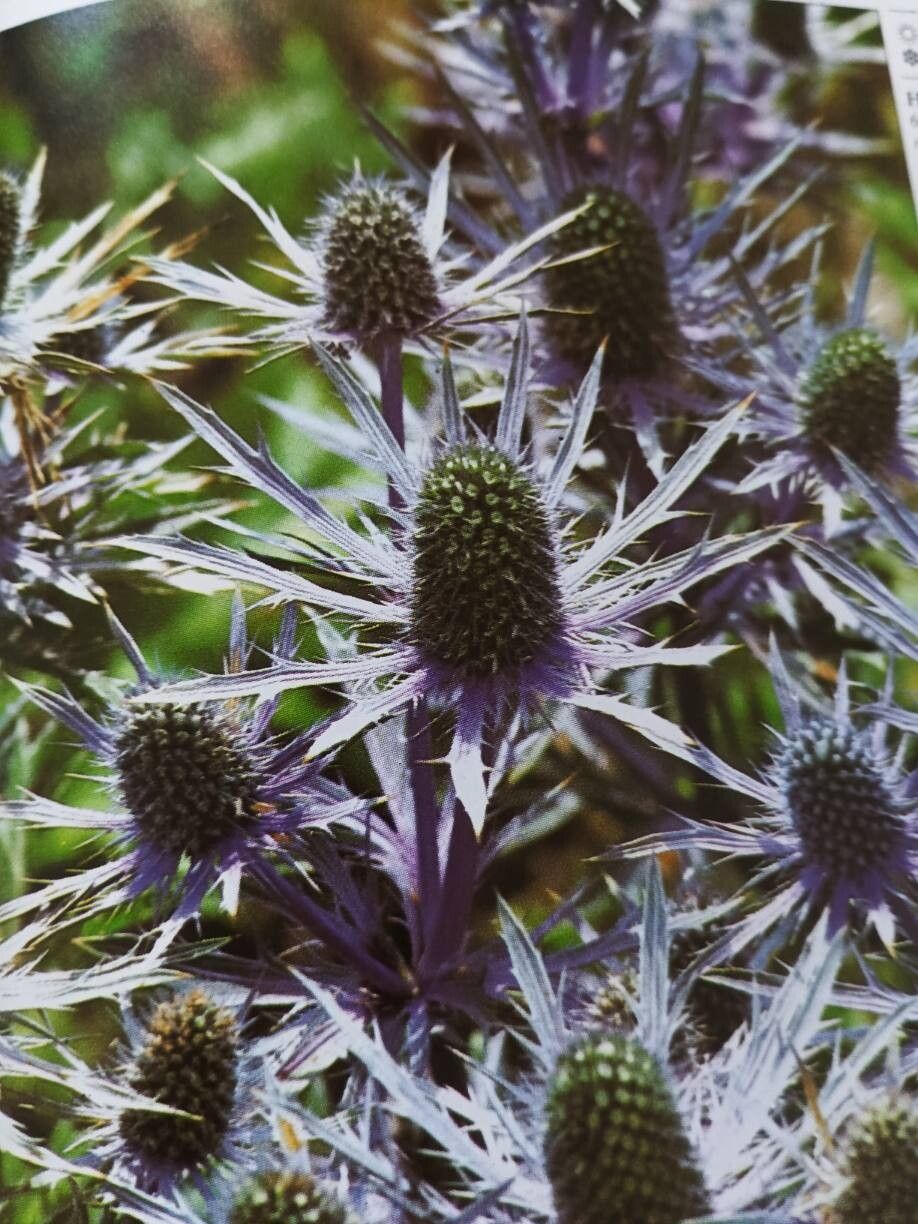 Eryngium alpinum (Alpine Sea Holly) (alternate view 13)