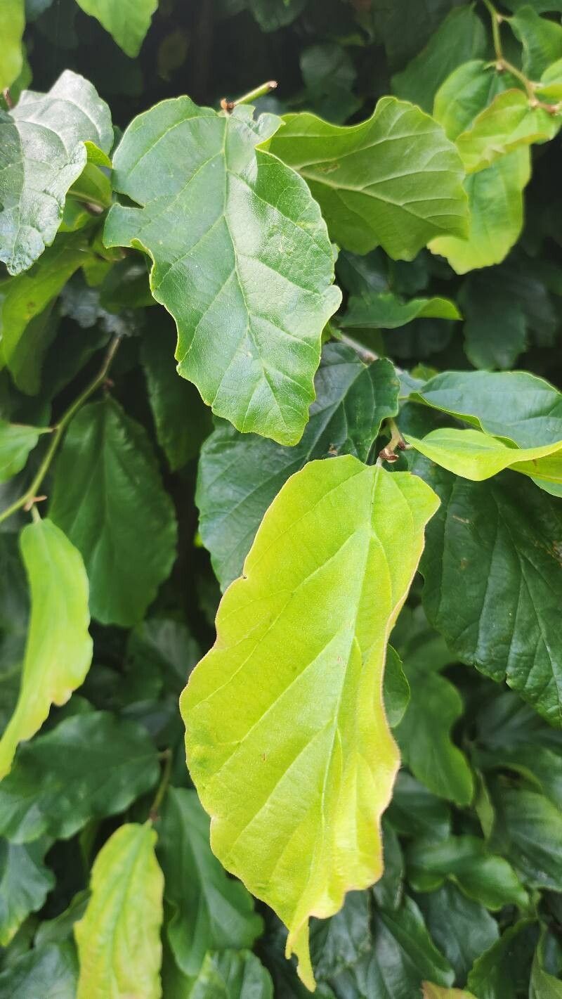 Parrotia persica (Persian parrotia, ironwood)