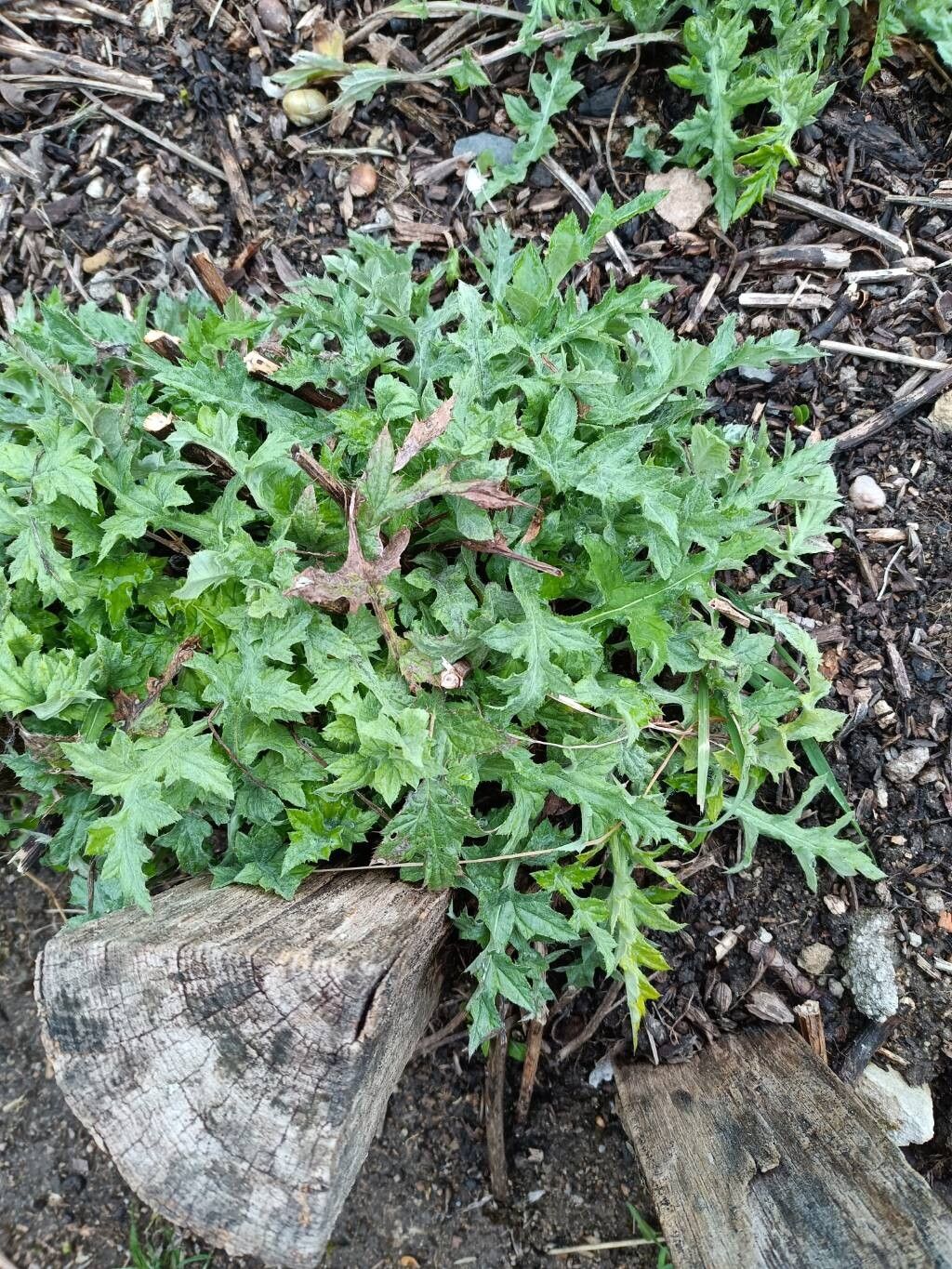 Echinops sphaerocephalus (Great Globe Thistle) (alternate view 12)